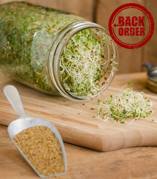 Sprout Jar back order