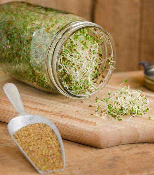 Sprout glass Jar - 690 ml volume, ~ 125g of sprouts